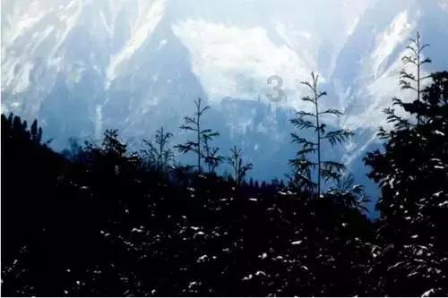 喜羊羊要上200层